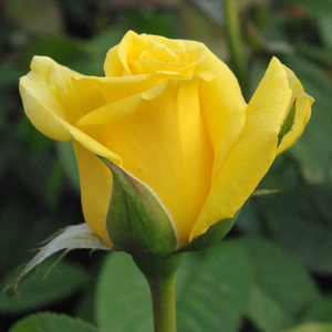 Înflorește grupat cu flori de culoarea galben intensă, sădit grupat, un bun trandafir de strat.